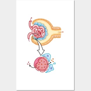 Bowman's capsule Nephron Kidney Glomerulus Posters and Art